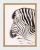 klimalia plakat zebra beata łośniewska 30x40.webp