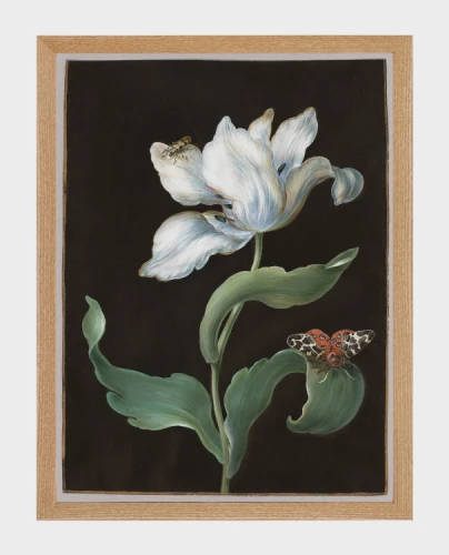 klimalia-plakat-botaniczny-bialy-tulipan-barbara-dietzsch.webp