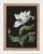 klimalia-plakat-botaniczny-bialy-tulipan-barbara-dietzsch.webp