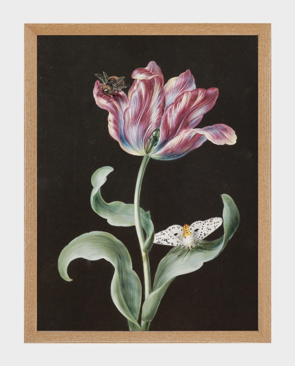 klimalia-plakat-botaniczny-tulipan-barbara-dietzscg.webp