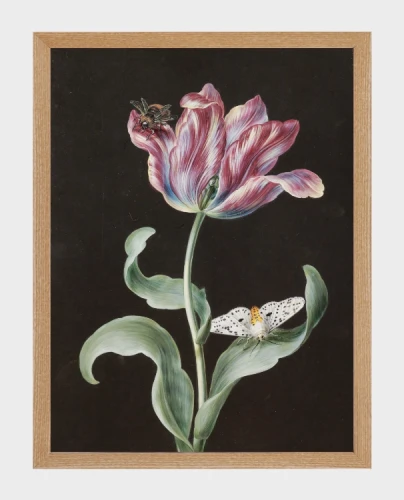 klimalia-plakat-botaniczny-tulipan-barbara-dietzscg.webp