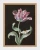 klimalia-plakat-botaniczny-tulipan-barbara-dietzscg.webp