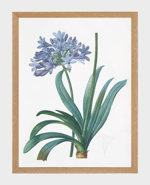 klimalia-plakat-botaniczny-agapant-pierre-redoute.webp