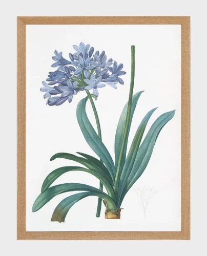 klimalia-plakat-botaniczny-agapant-pierre-redoute.webp