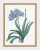 klimalia-plakat-botaniczny-agapant-pierre-redoute.webp