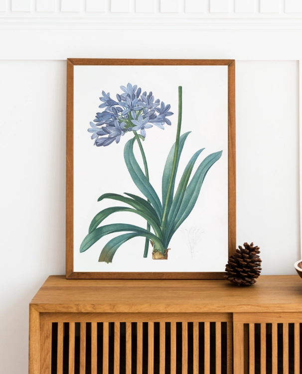 plakat-botaniczny-agapant-pierre-redoute-30x40.webp