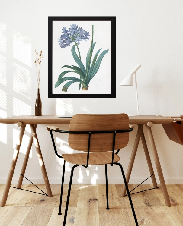 plakat-botaniczny-agapant-pierre-redoute-40x50.webp