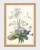 klimalia plakat botaniczny vintage a3 bukiet kwiatow.webp