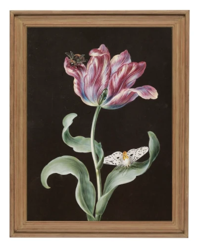 klimalia-plakat-botaniczny-tulipan-barbara-dietzscg-rama-drewno.webp