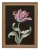klimalia-plakat-botaniczny-tulipan-barbara-dietzscg-rama-drewno.webp