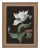 klimalia-plakat-botaniczny-bialy-tulipan-barbara-dietzsch.webp