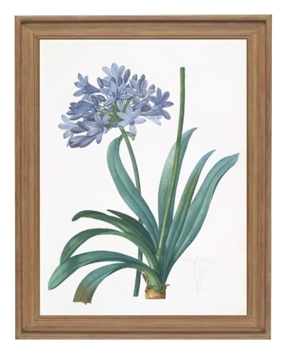 klimalia-plakat-botaniczny-agapant-pierre-redoute.webp