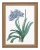 klimalia-plakat-botaniczny-agapant-pierre-redoute.webp