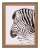 klimalia plakat zebra beata łośniewska 30x40.webp